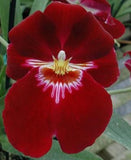 Miltoniopsis Bert Field 'Eileen' AM/AOS Awarded Orchid Clone Blooming Size Plant Orchids