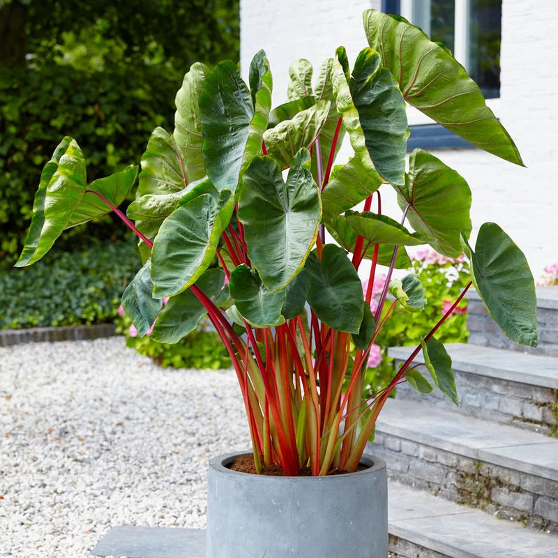Garden State Bulb Premium Hawaiian Punch Elephant Ear Bulbs, 7/9 inches Garden Plants