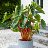 Garden State Bulb Premium Hawaiian Punch Elephant Ear Bulbs, 7/9 inches Garden Plants