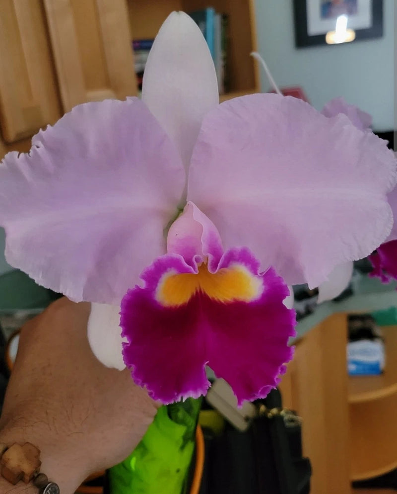 Pink and purple fragrant orchid with yellow center petals