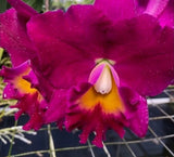 Pot Jerry Rehfield 'Fuscia Paradise' seedling size cattleya orchid clones. BEAUT Orchids