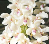 Tuberolabium kotoense x sib, Compact Orchid with Fragrant Star-Shaped Blooms Orchids