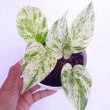 Epipremnum Marble Queen Variegata - Epipremnum Easy Indoor Hanging Plant Green Plant