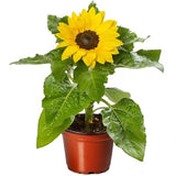 Sunflower Seeds Helianthus Solsation¨ Yellow Spirit 25 Flower Seeds Sunflower