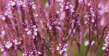 50+ VERBENA PINK SPIRES PERENNIAL FLOWER SEEDS / DEER RESISTANT Flowering Plants