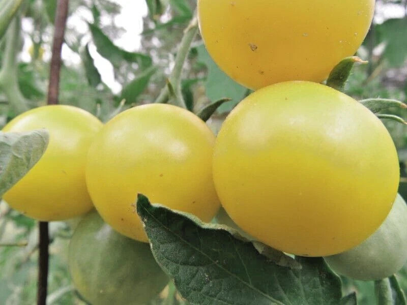 St. Fiacre - ivory cherry tomato named after the patron saint of gardening Garden Plants