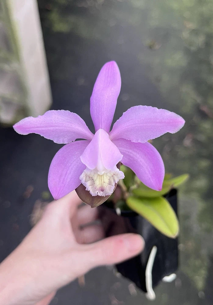 Purple Cattleya orchid flower with five petals and central lip on a plant