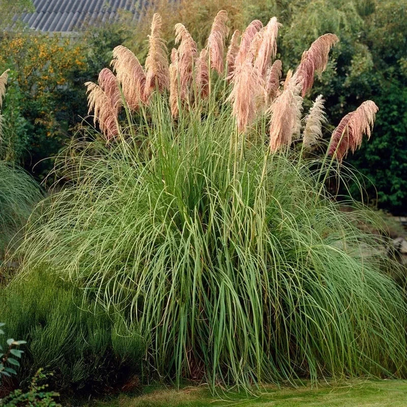 20 Pink Pampas Grass Seeds Perennial Ornamental Garden Plant Pampas Grass
