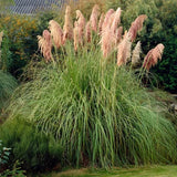 20 Pink Pampas Grass Seeds Perennial Ornamental Garden Plant Pampas Grass