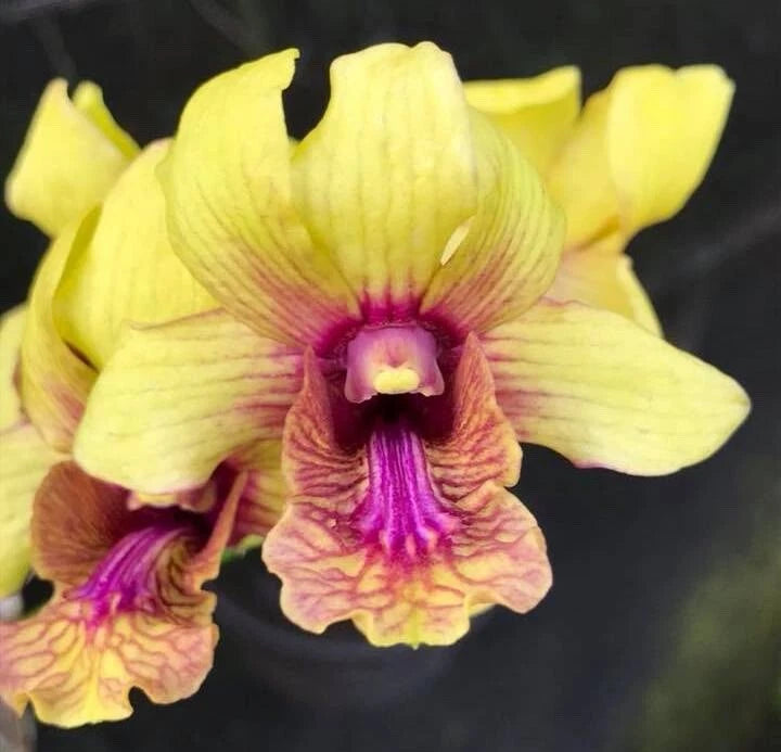 Yellow dendrobium orchid with pink and purple patterned petals