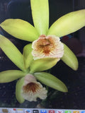 Orchid Plant Pcv key lime karen x Waikiki Gold 2 bare root stems Orchids