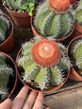 Melocactus matanzanus Garden decoration beautifulcactus Plants 6-7cm Garden Plants