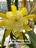 Rooted Epiphyllum Orchid Cactus ÒKiwi Honey GemÓ Growing In 4Ó Starter Pot. Orchids