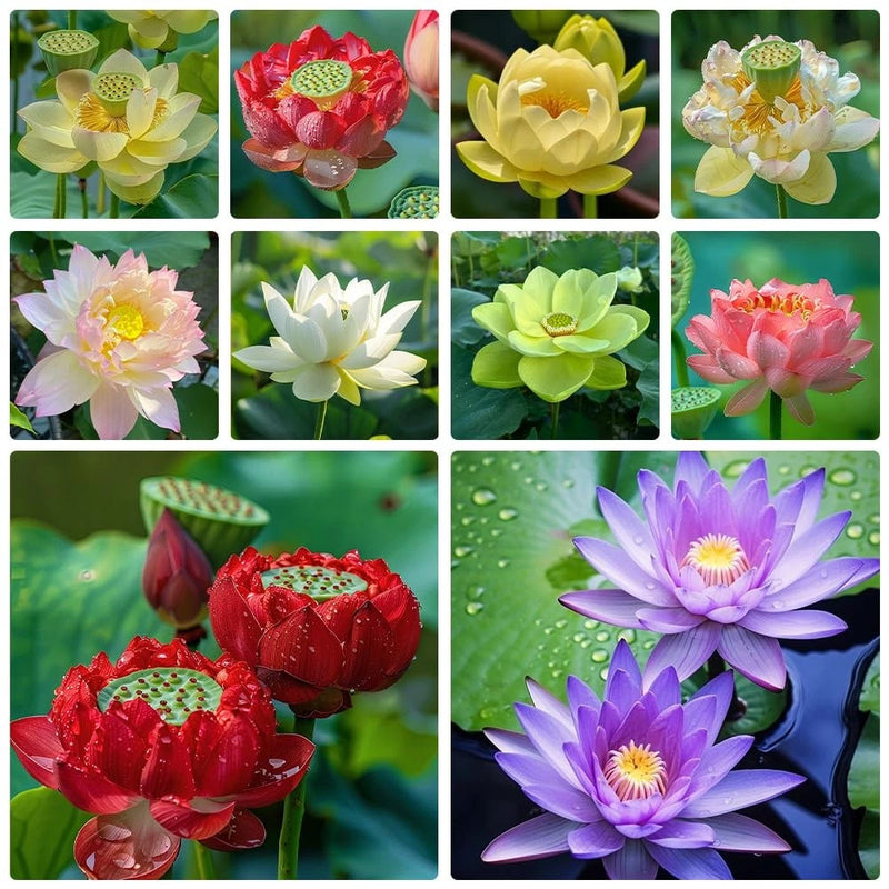 60pcs Mix Bonsai Lotus Seeds for Planting in Water Bowl Lotus Seed Water Lily... Lily
