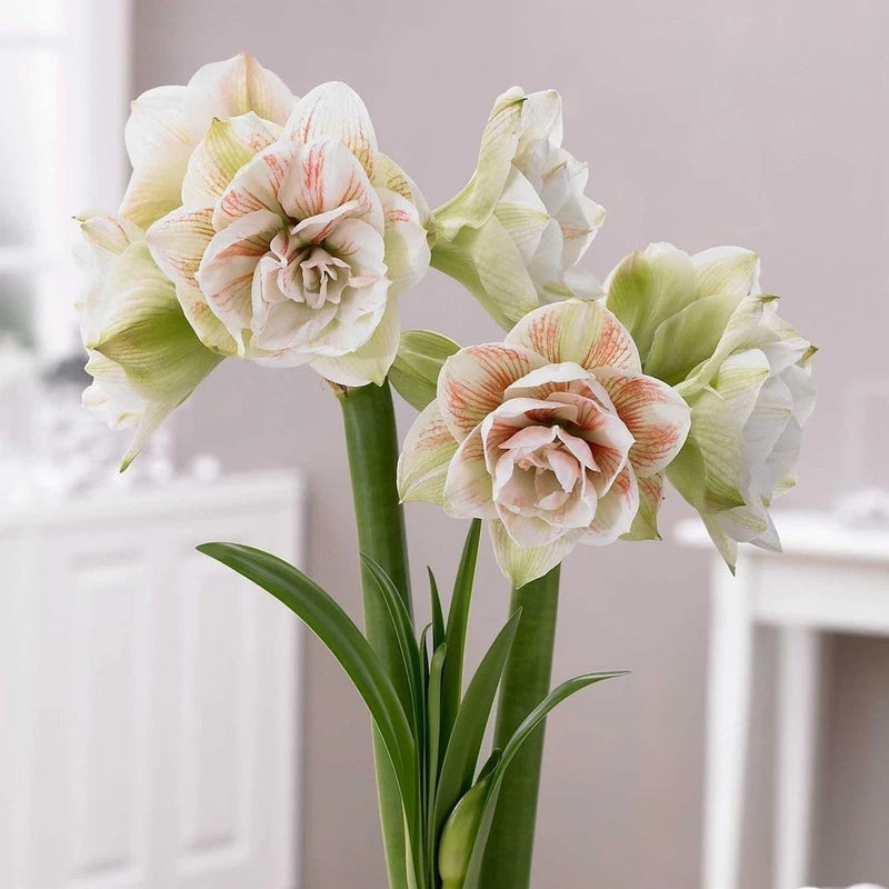 Double lily flowers with white petals and soft pink stripes