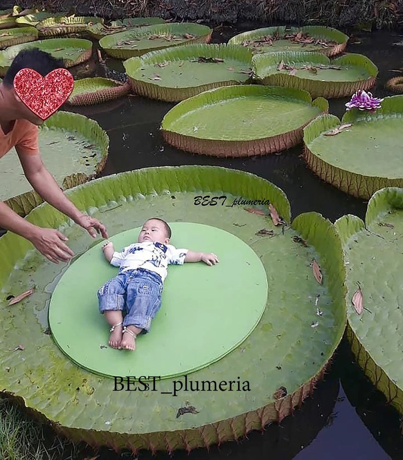 WOW ! Victoria Amazonica/Giant Water Lily/Lotus/ 50 seeds! Flowering Plants