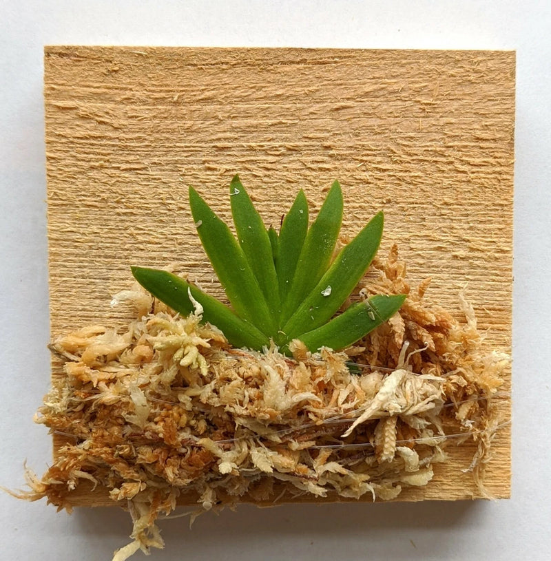 Miniature Orchid: Psygmorchis pusilla Orchids