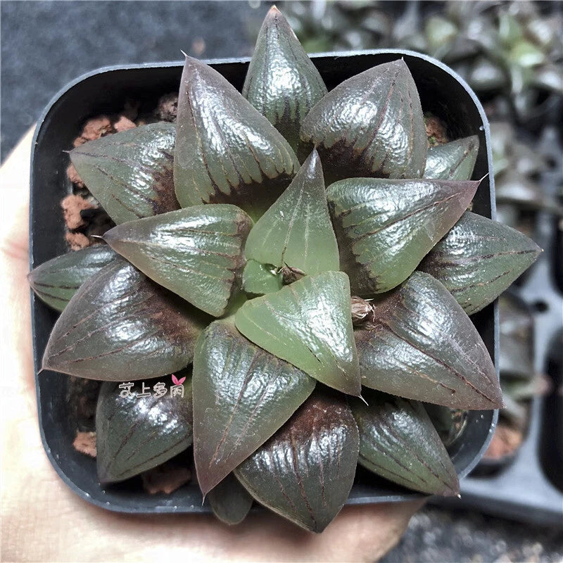 5CM Succulent Plant Haworthia Magnifica Red-Veined Liliaceae Home Garden Plant Garden Plants