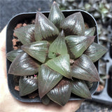 5CM Succulent Plant Haworthia Magnifica Red-Veined Liliaceae Home Garden Plant Garden Plants