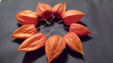 Nine dried Chinese Lantern seed pods from Physalis alkekengi plants, for crafts Dried Flower