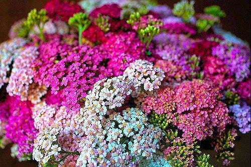 Yarrow Achillea Pastel Mixture 50 seeds Garden Plants