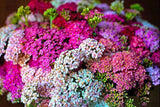 Yarrow Achillea Pastel Mixture 50 seeds Garden Plants