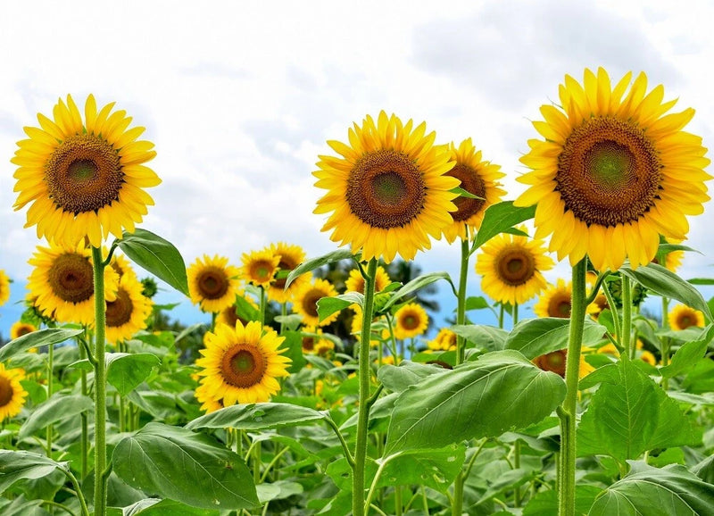 Giant Sunflower Seeds for Planting - Heirloom & Non-GMO - Bulk Garden Plants