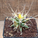 D7062 FEROBERGIA VARIEGATED pot10-H6-W6,5 cm MaMa Cactus Green Plant