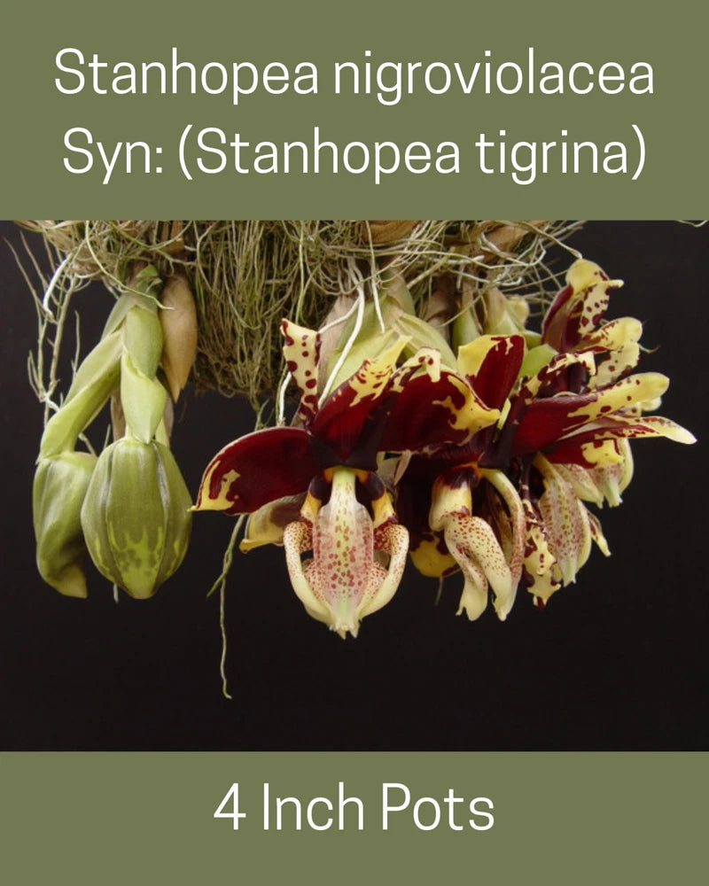 Orchid plant with red and yellow speckled flowers and hanging green buds in pot