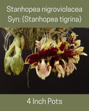 Stanhopea Tigrina Orchid, 4.5 Inch Pot, fragrant,  Blooming Size, Strange flower Orchids