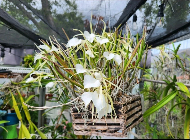 White orchid plant in a small wooden crate with green leaves