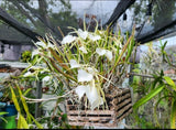 Bc Jimminey Cricket 'Super Bug' BS Mount Orchids