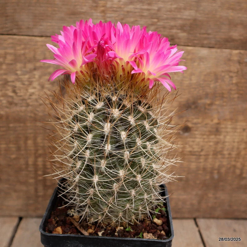 Cactus plant in square pot with pink blooms and spiny green stems