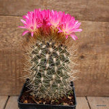 A5648 NEOPORTERIA NIDUS pot10-H13-W8 cm MaMa Cactus Green Plant