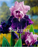20 SEEDS for Purple/pink IRIS rare flower exotic bloom garden plant USA Seller C Garden Plants