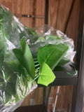 Decorative Green Ivy Home decor Green Plant