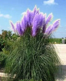 10 Seeds Purple Pampas Grass  Lavender Seeds Rare Unusual Stunning Pampas Grass