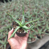 Sansevieria Hybrid Rudal Rare Uniqe Snake Plant Green Plant