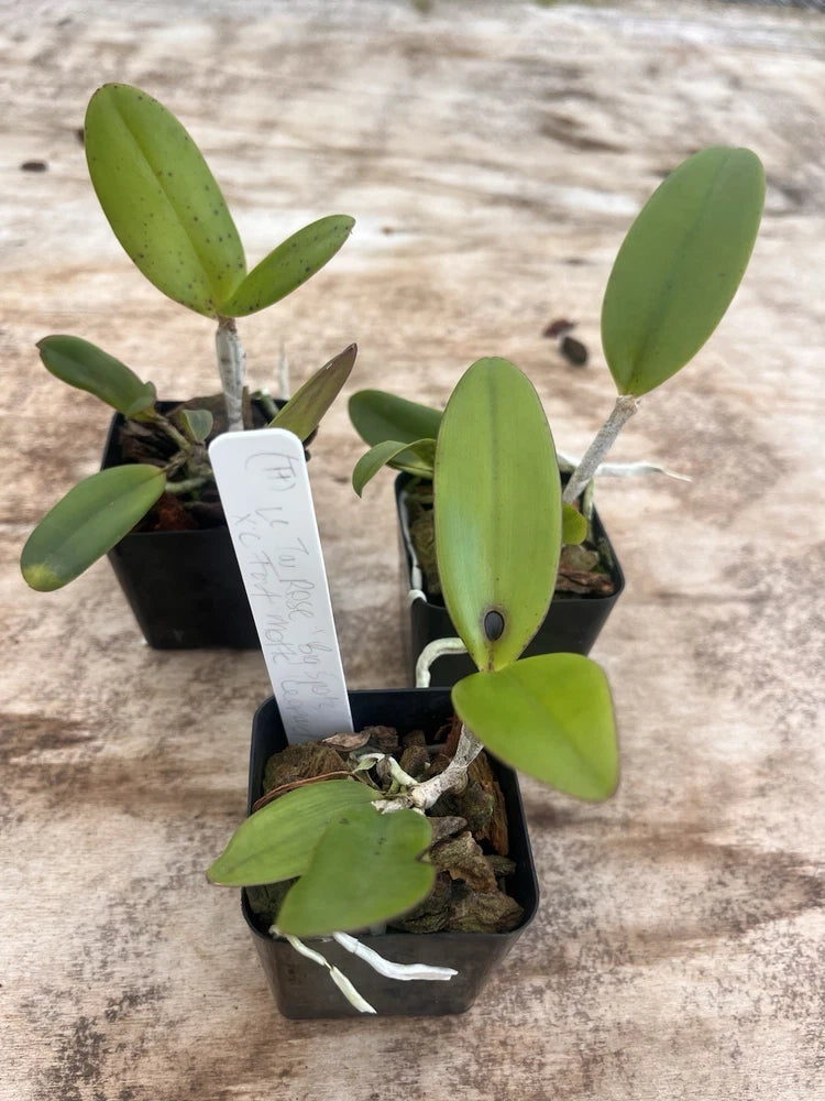 Cattleya orchid plant in a black pot with green leaves and a plant label