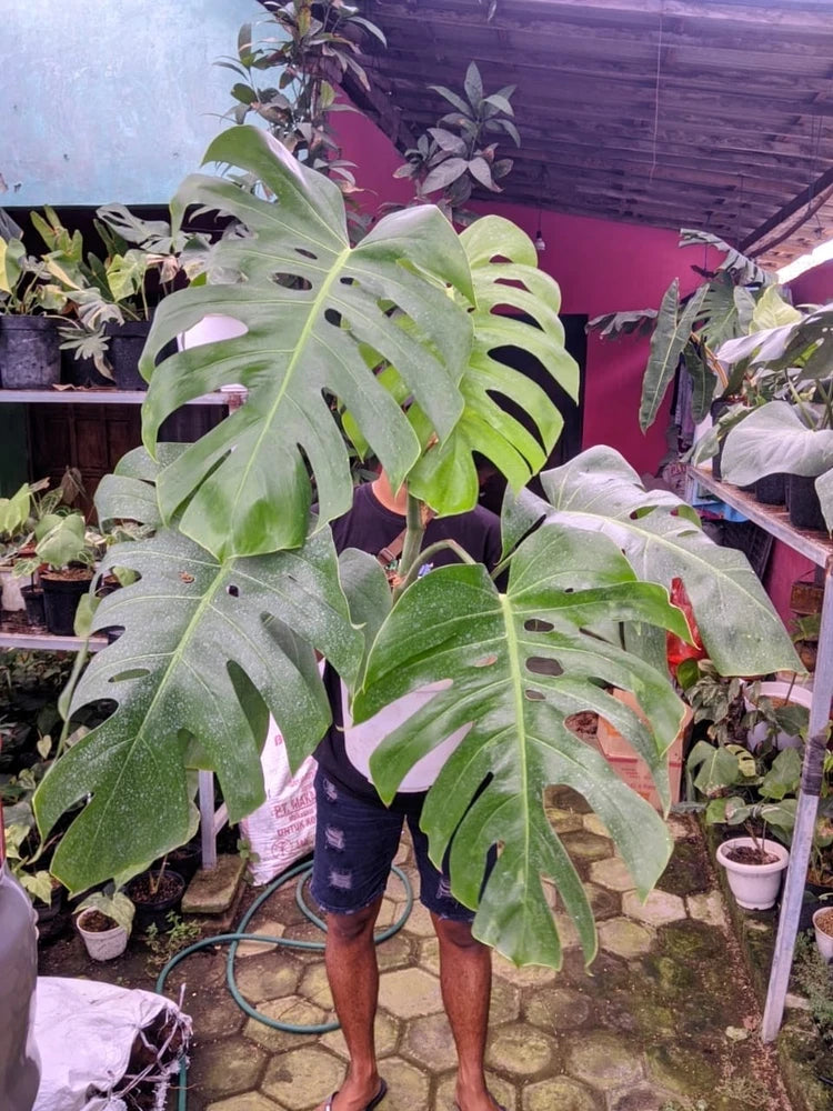 Monstera Brazillian Commonform Very Green Beauty Real Picture Super Big Size Green Plant