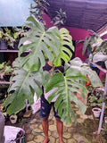 Monstera Brazillian Commonform Very Green Beauty Real Picture Super Big Size Green Plant
