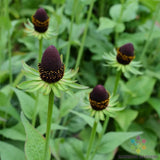 200+ Western Coneflower Rudbeckia Seeds for Garden - USA - FREE SHIPPING! Garden Plants