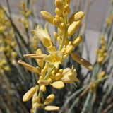 Hesperaloe parviflora ÔYellowÕ (False Yellow Yucca) COLD HARDY zone 5! Flowering Plants