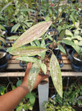 New Hoya Rindu Raflesia splash rare hoya plant house plant Green Plant