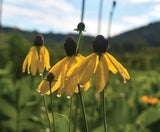Weeping Coneflower Seeds for Planting (100 Seeds) - Easy to Grow - Ratibida pinn Garden Plants