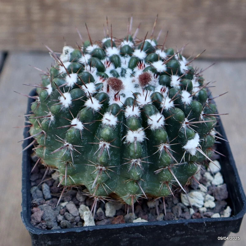 Cactus plant with green rounded stems, white spines, and tufts in black pot