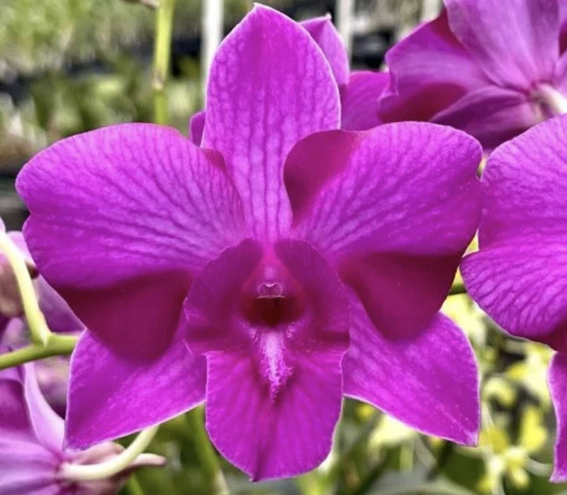 Purple dendrobium orchid bloom with five velvety petals and a dark center