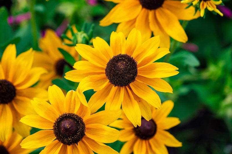500 BROWN EYED SUSAN Rudbeckia Triloba Flower Seeds Flowering Plants