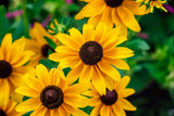 500 BROWN EYED SUSAN Rudbeckia Triloba Flower Seeds Flowering Plants