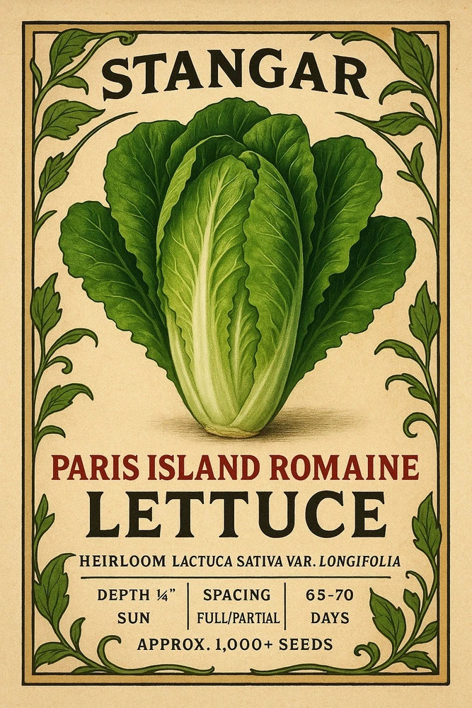 Parris Island Romaine Seeds |  NON-GMO Romaine Seeds |  Heirloom Garden Seeds Garden Plants